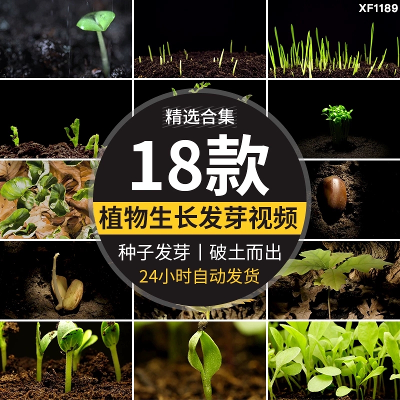 种子发芽植物快速生长延时绿色幼苗嫩苗从土壤破土而出短视频素材-西西万能库